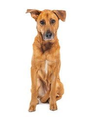 Sitting Crossbreed dog, isolated on white