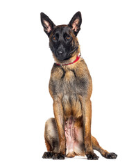 Malinois dog wearing a red dog collar, isolated on white