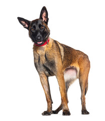 Malinois dog wearing a red dog collar, isolated on white