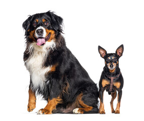 Bernese mountaine dog and a pinscher, isolated on white