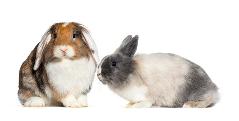 Rabbit, isolated on white