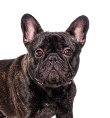 Head shot of a three French bulldog, isolated on white