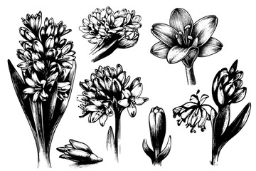 set Hyacinth flowers, buds and bulbs. hand drawn sketch - obrazy, fototapety, plakaty
