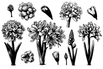 set Hyacinth flowers, buds and bulbs. hand drawn sketch - obrazy, fototapety, plakaty