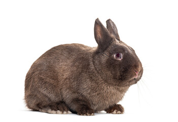 Portrait of a Dwarf Rabbit, side view, isolated on white