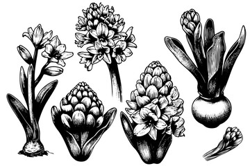 set Hyacinth flowers, sketch delicate blooming hand drawn