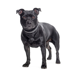 Obraz premium Black Staffordshire Bull Terrier wearing a dog collar, isolated on white
