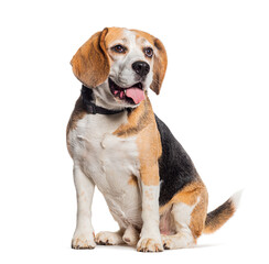 Panting Beagle wearing a collar, isolated on white