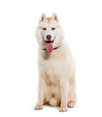 panting Husky wearing a dog, isolated on white