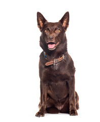 Fototapeta premium Sitting Australian Kelpie panting wearing a collar, isolated on white