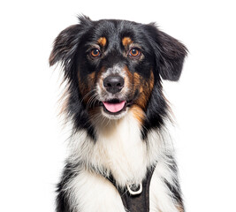 Head shot of an Australian shepherd sitting, panting, looking at camera and  wearing an harness, isolated on white