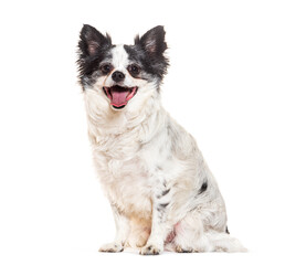 Old dog looking happy and smiling, Isolated on white