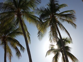 Fototapeta na wymiar Derrière les palmiers, le soleil et le ciel bleu