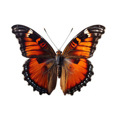 Butterfly very hight quality isolated background white  AI generated illustration
