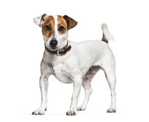 Standing Jack Russell Terrier dog, isolated on white