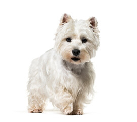 standing West Highland White Terrier dog, isolated on white