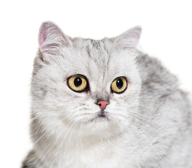 Fototapeta premium Close-up of a British Shorthair Cat, isolated
