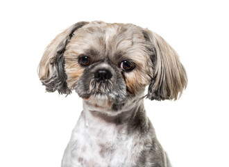 Close-up of a Sitting Shi-tzu dog, isolated on white