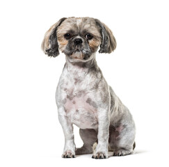 Sitting Shi-tzu dog, isolated on white