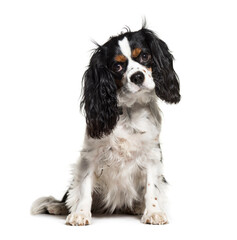 Sitting Cavalier King Charles, isolated on white