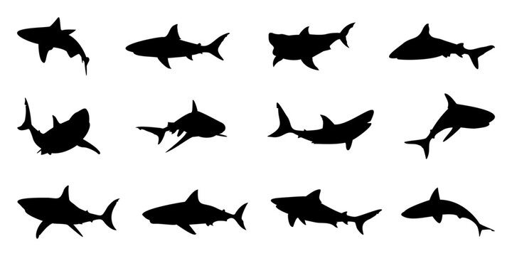 Black shark silhouette collection. Set of different shark silhouette on a white background. Shark silhouette in variety pose