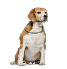 Beagle dog sitting, looking away, isolated