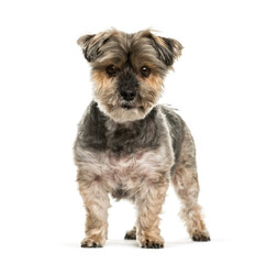 Mixed-breed dog standing in front of a white background
