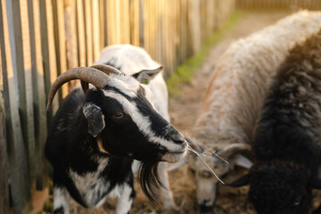 Horned goat eats dry grass on a sunny day. Pasture, farm. Selective focus