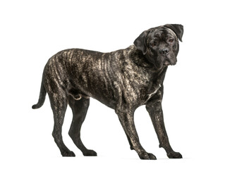 Cane Corso dog standing in front of a white background