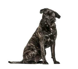 Cane Corso dog sitting in front of a white background