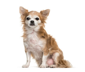 Brown Chihuahua dog sitting, cut-out