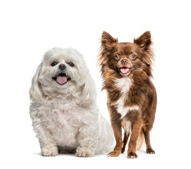 Obraz premium Panting Chihuahua and a Maltese sitting together in front of a white background