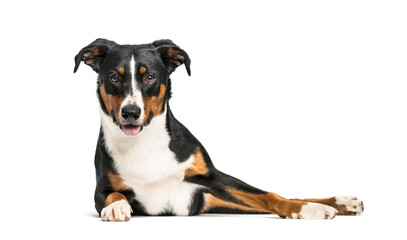 Greater Swiss Mountain Dog lying down, isolated
