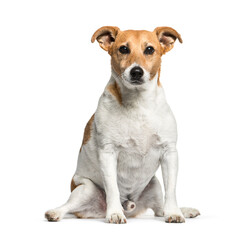 White and brown Jack Rusell dog, sitting, cut-out