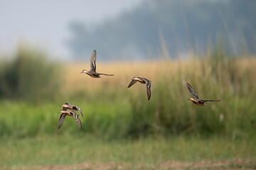 flying birds in the field