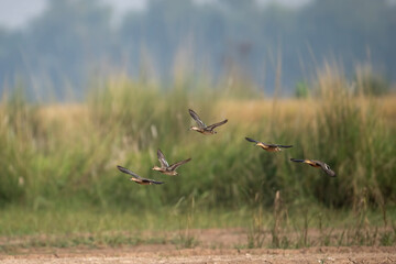 flock of birds in flight