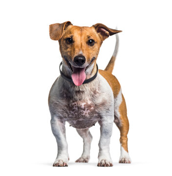 Standing Jack Rusell dog panting, cut-out