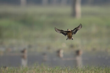 Green Winged teal Flying
