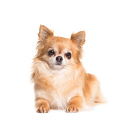Lying down brown Chihuahua dog, isolated on white
