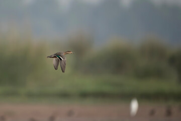 Duck Flying in morning 