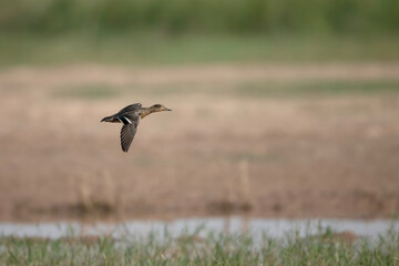 Common Teal Flying in morning 