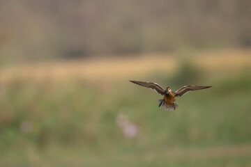 red tailed hawk flying