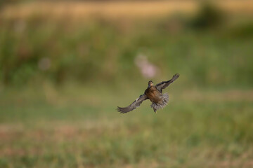 Common teal Duck Landing in Wetland in morning 