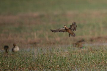 Duck landing in Pond 