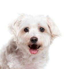 Close-up of a Panting Maltese dog on a white background