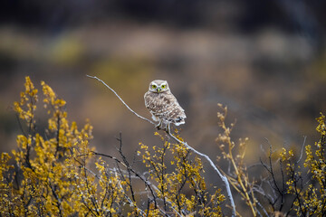 Burrowing Owl perched, La Pampa Province, Patagonia, Argentina.