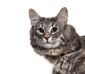 Close-up of a Norwegian Forest Cat Isolated