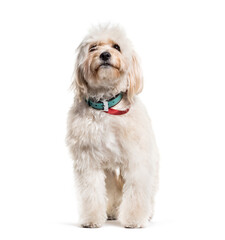 White standing Mixed-breed dog, isolated on white