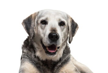 Close-up on a old Mixed-breed dog, isolated on white