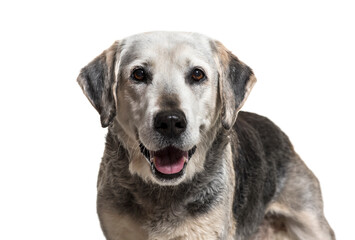 Close-up on a old Mixed-breed dog, isolated on white